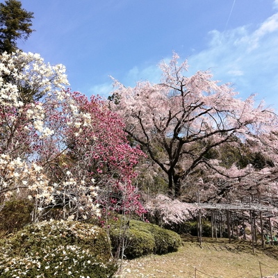 大枝垂れ桜2.jpg
