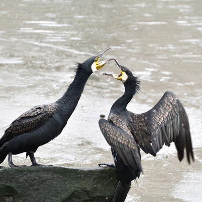 カワウ謎.JPG