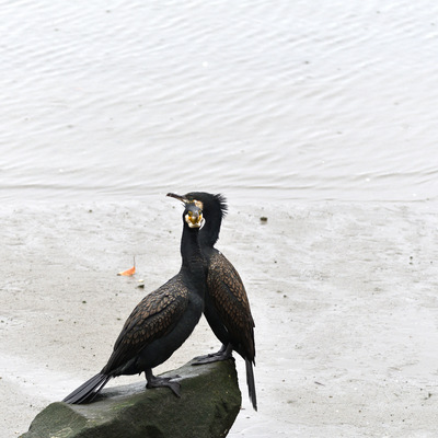 カワウ謎_03.JPG