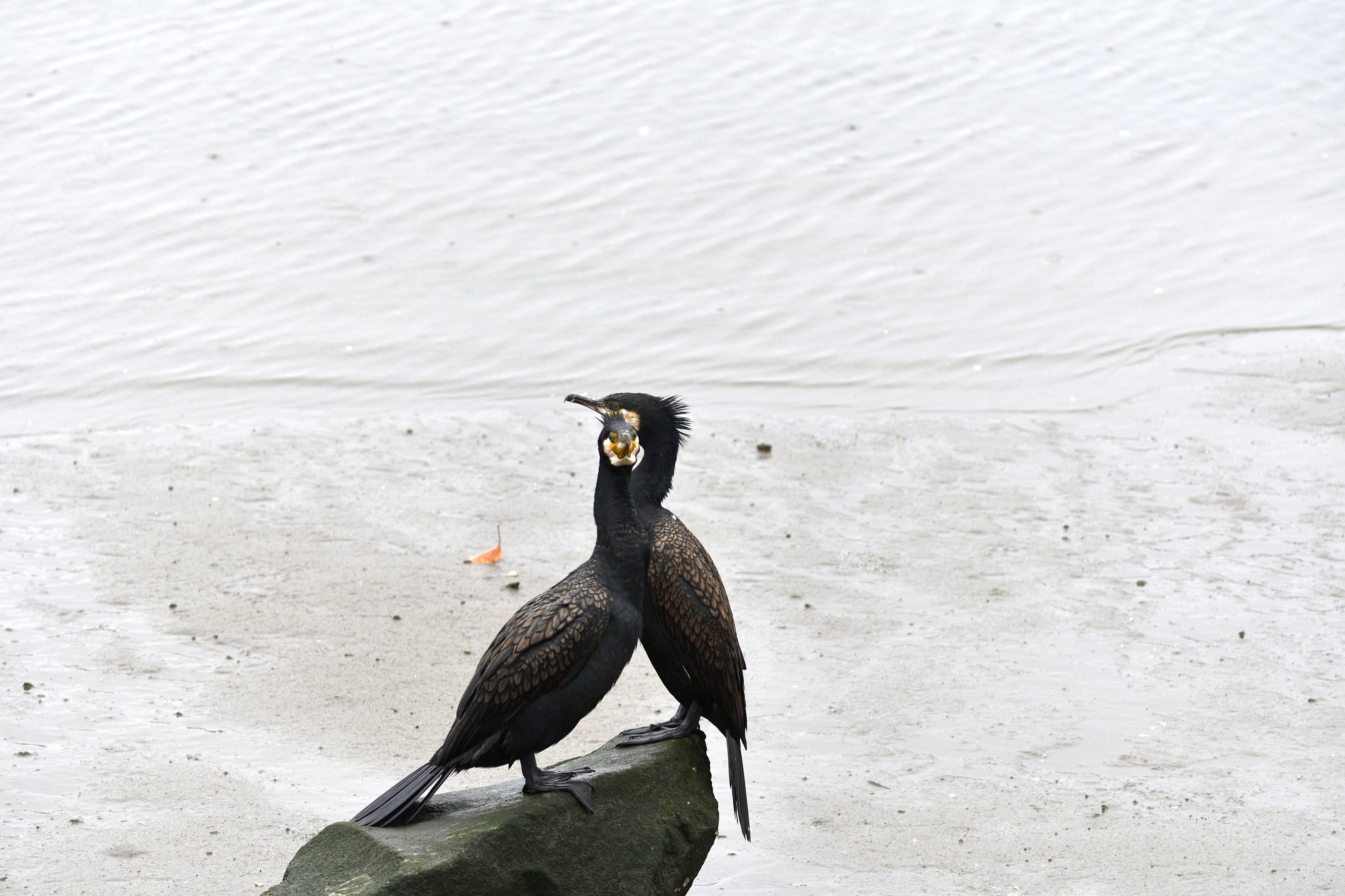 カワウ謎_03.JPG