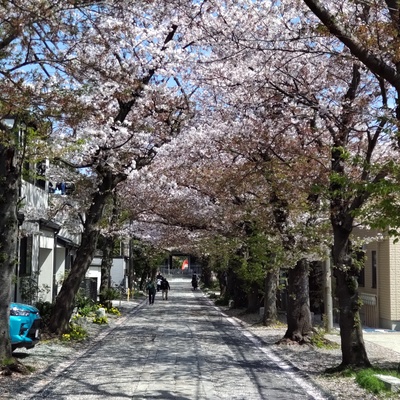 桜1.jpg