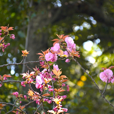 八重桜.JPG