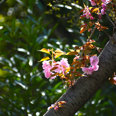 八重桜_02.JPG