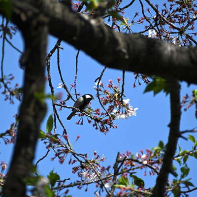 桜ししじゅうから_02.JPG