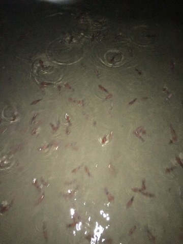 海中の無数のホタルイカ 掲示板 マイネ王