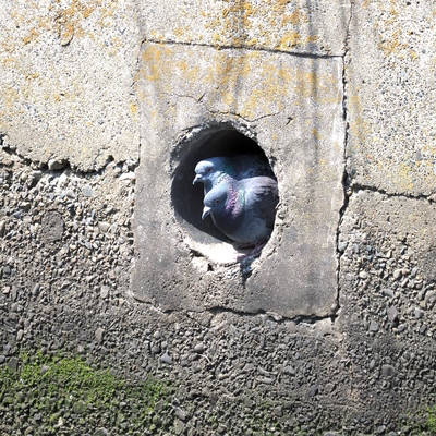 はと.jpg
