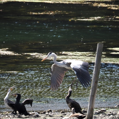 アオサギカワウビンボケ.jpg