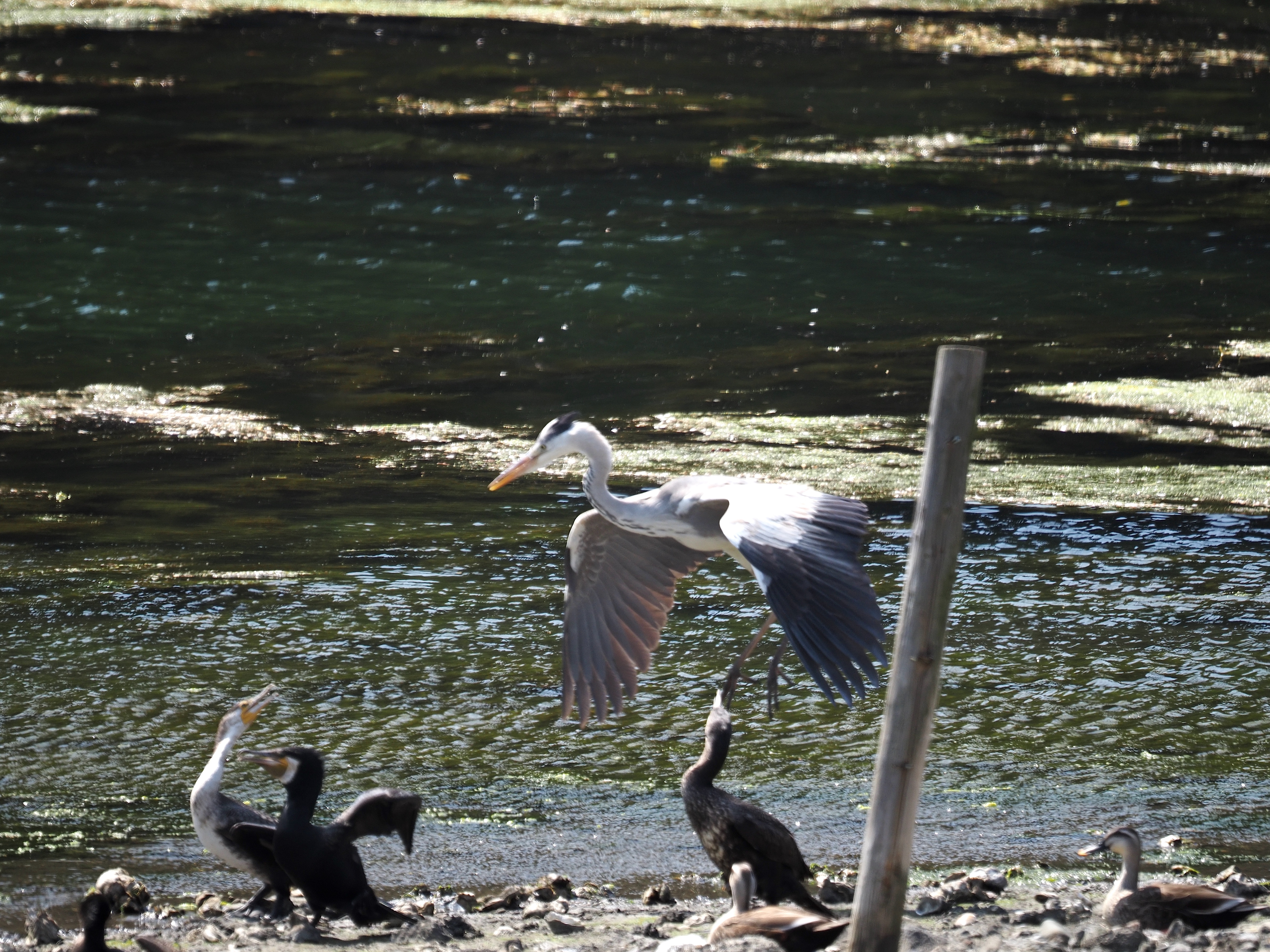 アオサギカワウビンボケ.jpg