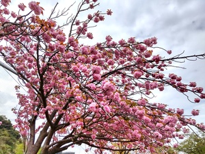 八重桜1.jpg