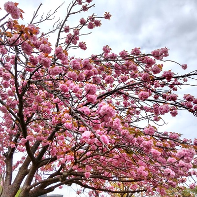 八重桜1.jpg