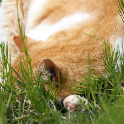 猫.jpg