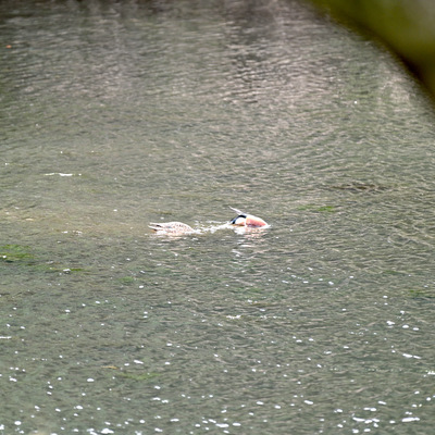 ハシビロガモ.JPG