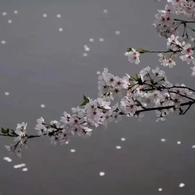 風舞桜.png