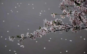 風舞桜.png