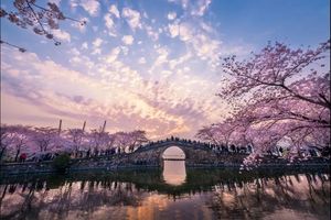 夕焼け桜.jpg