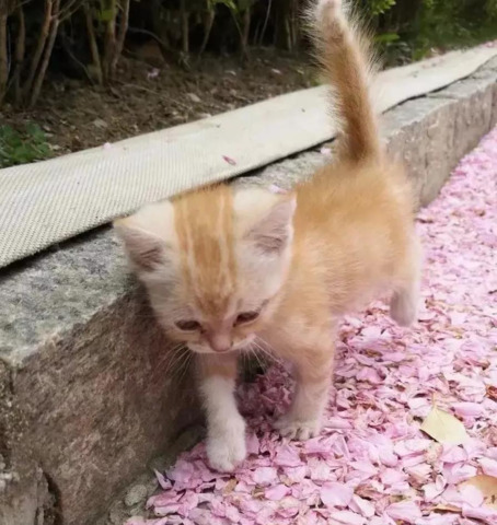 桜踏む猫.png