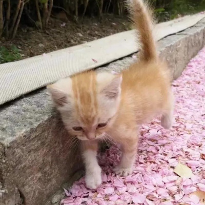 桜踏む猫.png