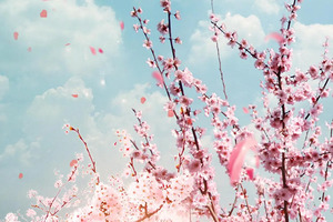 風舞桜.png