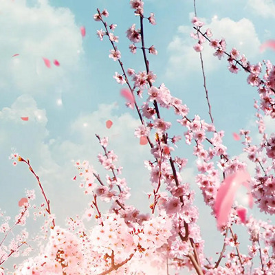 風舞桜.png