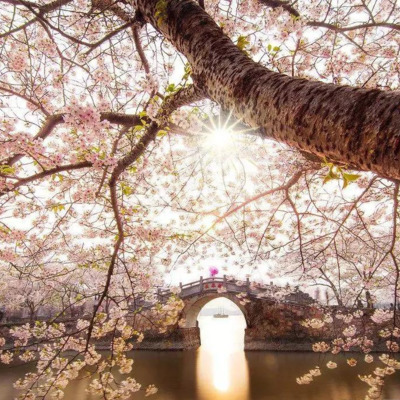 絶景桜.png