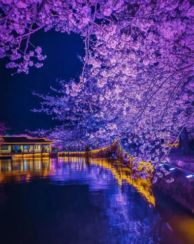 桜の夜景.png