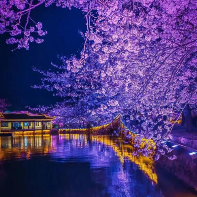 桜の夜景.png