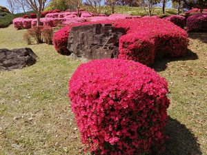 9八重霧島.jpg