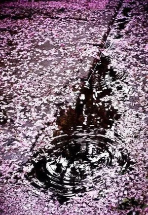 水たまり桜.png