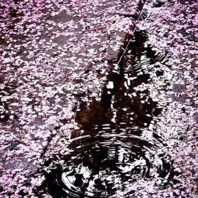 水たまり桜.png