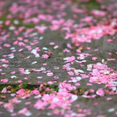 落ちた桜.png