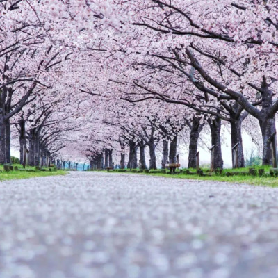 満開桜街道.png