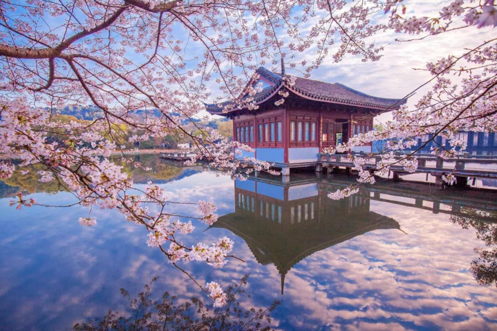 絵のような桜の風景.png
