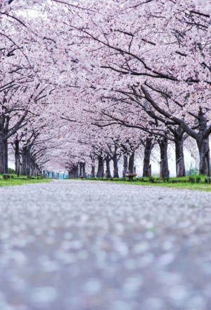 満開桜街道.png