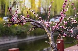 橋たもと桜.jpg