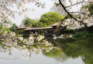 池の桜.png