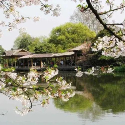 池の桜.png