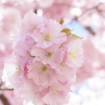 桜きれいだ.png