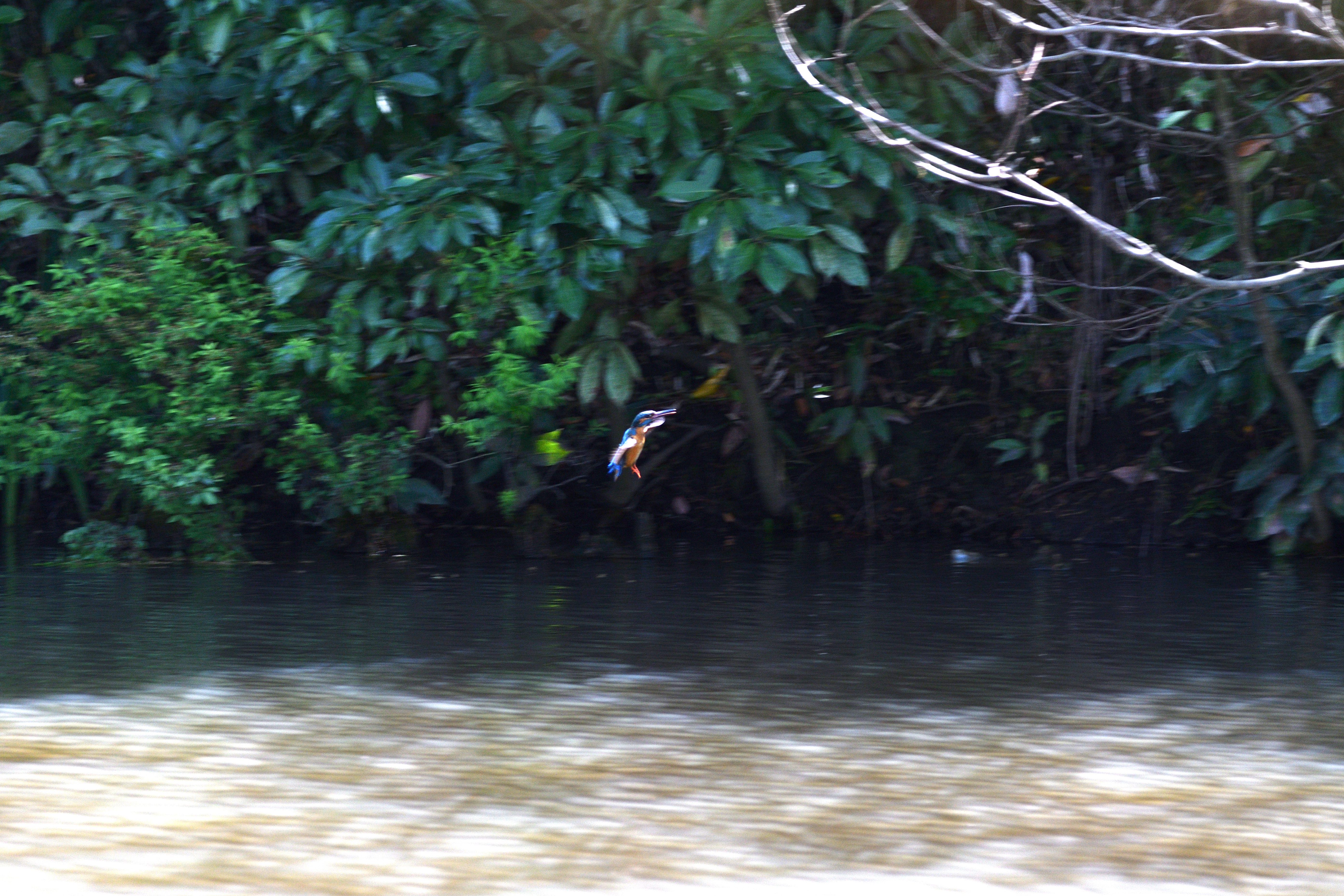 カワセミ飛行_03.JPG