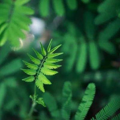 シダの葉.jpeg
