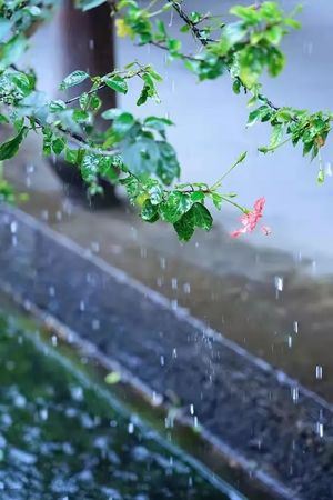 雨の草.jpg