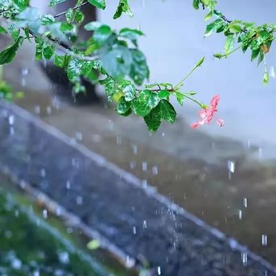 雨の草.jpg