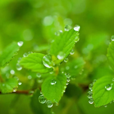 葉っぱに水滴.png