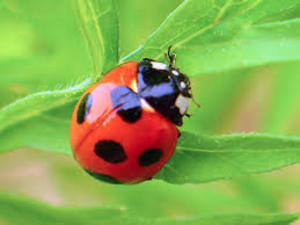 ladybug1.jpg