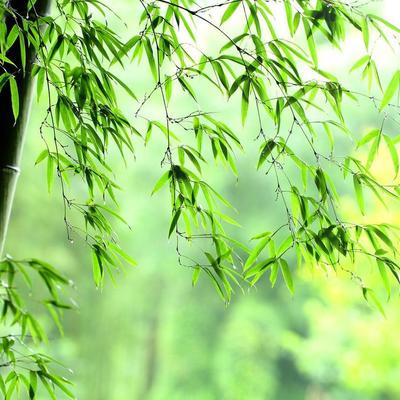 雨上がり竹.jpeg