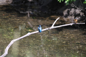 カワセミ2.jpg