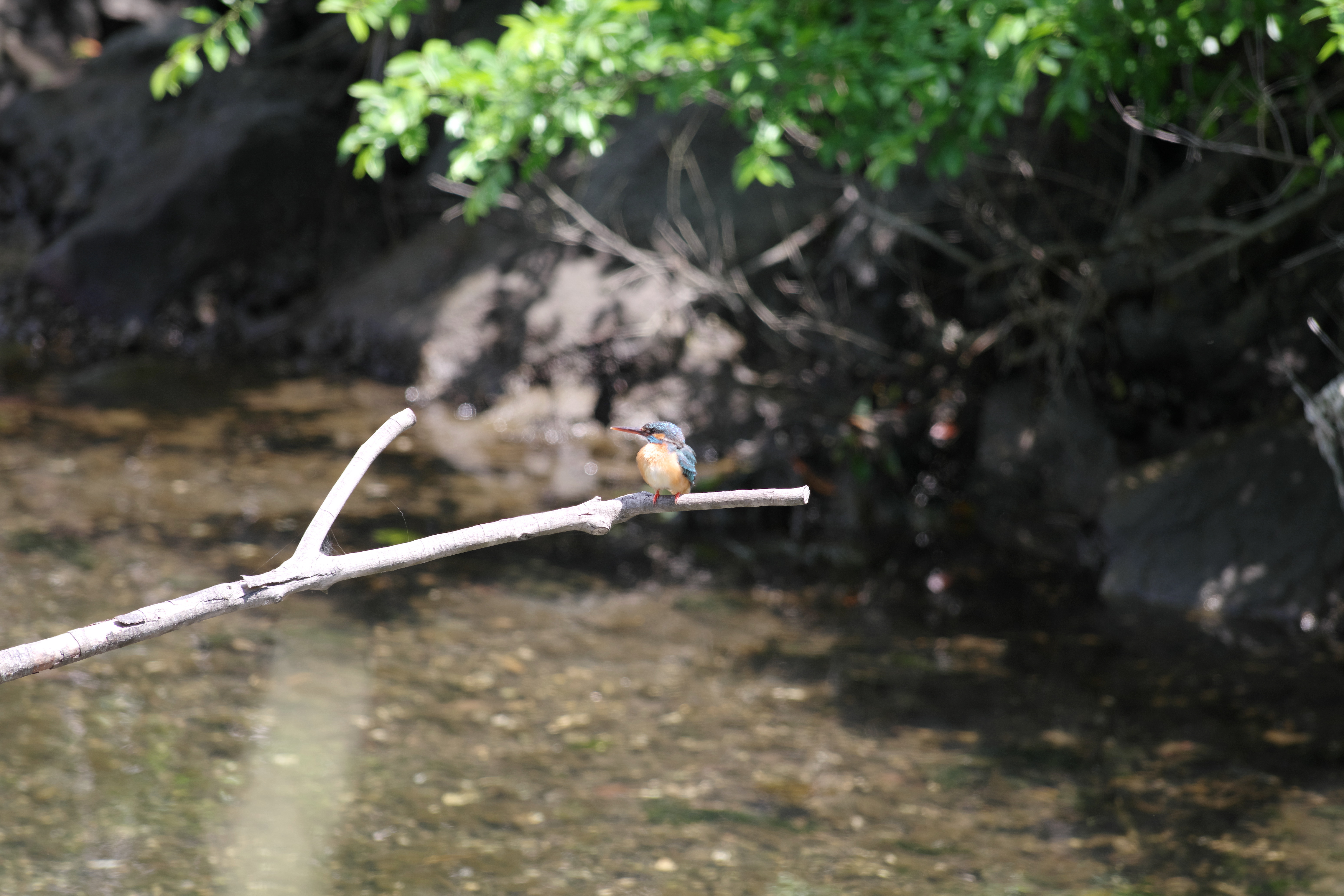 カワセミ4.jpg