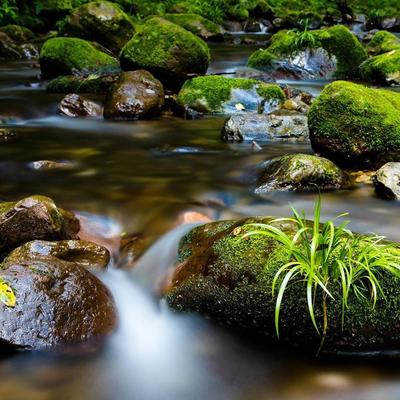 苔と川.jpeg