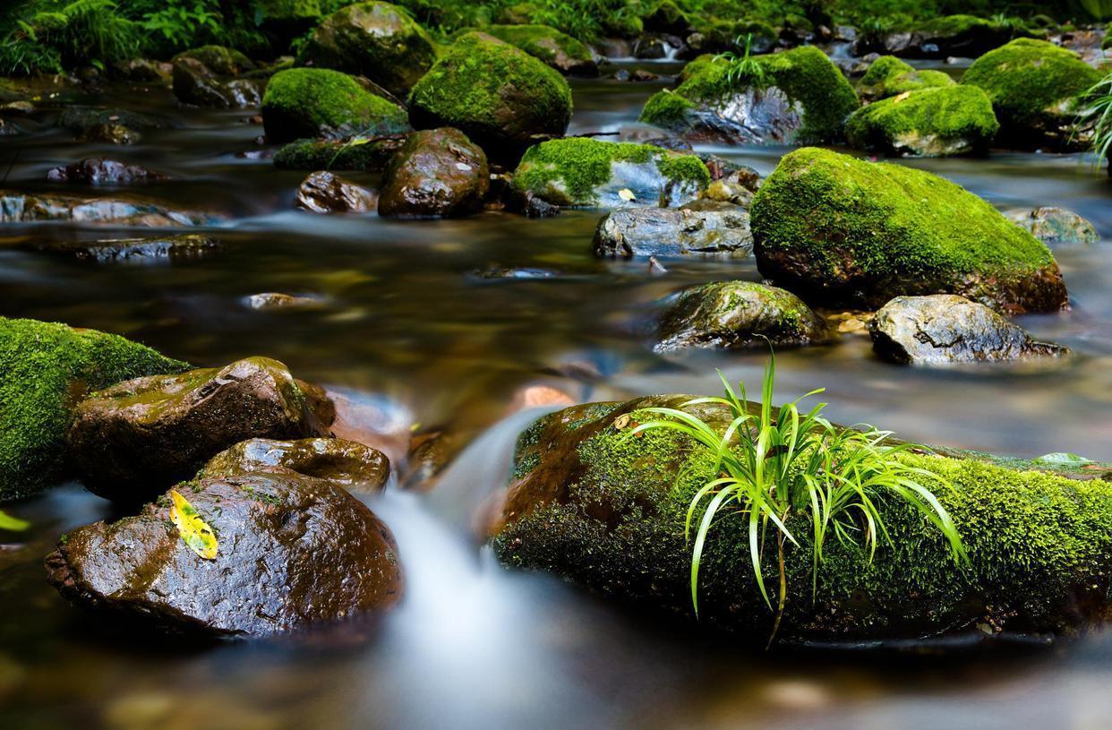 苔と川.jpeg