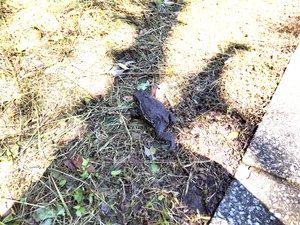 カエル1.jpg