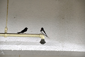 つばめ親.JPG